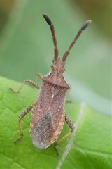Coriomeris denticulatus