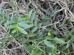 Lobelia concolor