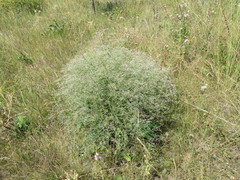 Limonium platyphyllum