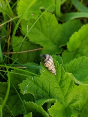 Cochlicella