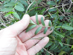 Lobelia concolor