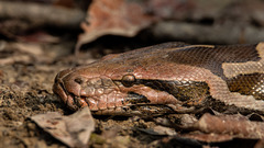 Indian Rock Python photo 3