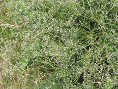 Limonium platyphyllum