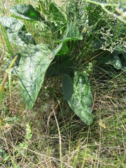 Limonium platyphyllum