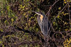 Ixobrychus flavicollis