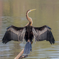 Anhinga melanogaster