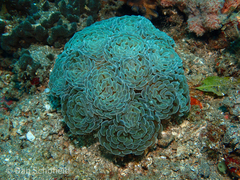 Fimbriaphyllia paraancora