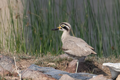 Esacus recurvirostris