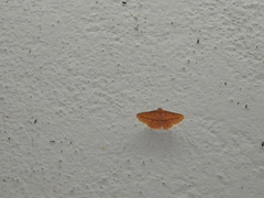 Striglina