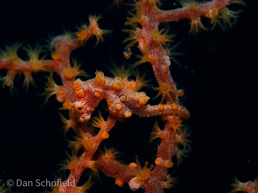 Bargibant's Pygmy Seahorse