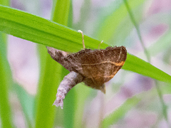 Hypsopygia rubidalis