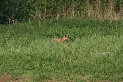 Vulpes vulpes