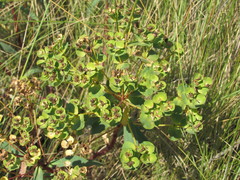 Euphorbia stepposa
