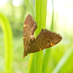 Hypsopygia rubidalis