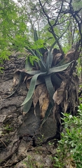 Agave xylonacantha