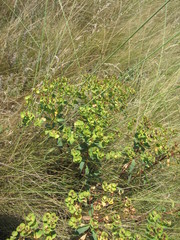 Euphorbia stepposa