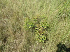 Euphorbia stepposa