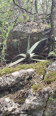 Agave xylonacantha
