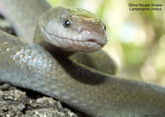 Lycodonomorphus inornatus