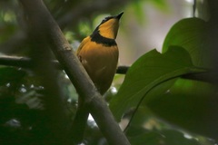 Pachycephala vitiensis