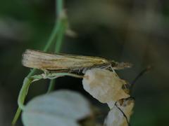 Agriphila tristella