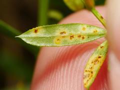 Puccinia punctata