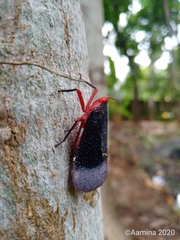 Kalidasa lanata