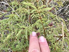 Mimosa grahamii