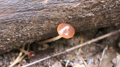 Agaricales