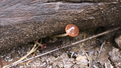 Agaricales