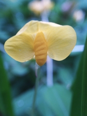 Arachis duranensis