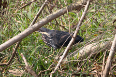 Ixobrychus flavicollis