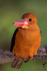 Pelargopsis amauroptera