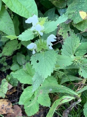 Lamium album