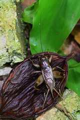 Teleogryllus mitratus