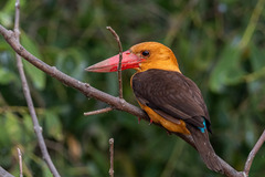 Pelargopsis amauroptera