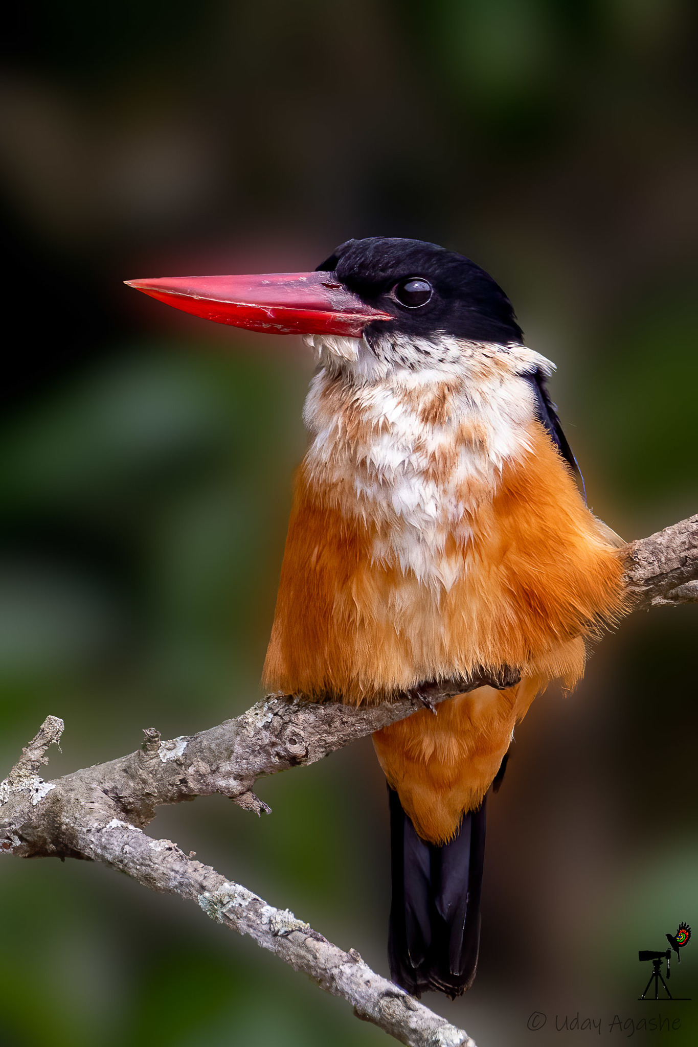 Black-capped Kingfisher