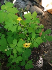 Chelidonium majus