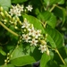 American Buckwheat Vine - Photo (c) Jed Aplaca, some rights reserved (CC BY-NC), uploaded by Jed Aplaca