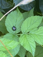 Arianta arbustorum