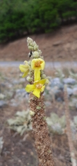 Verbascum botuliforme
