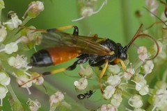 Cosmoconus nigriventris