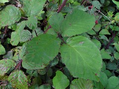 Rubus elegantispinosus