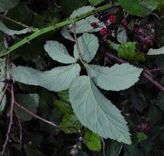Rubus elegantispinosus