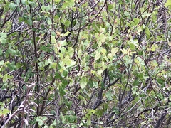 Vitis arizonica