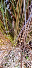 Chionochloa rubra