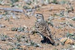 Melanocorypha bimaculata