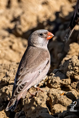 Bucanetes githagineus