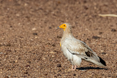 Neophron percnopterus