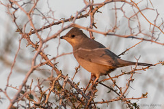 Hypocolius ampelinus